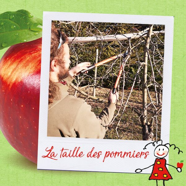 La taille des pommiers