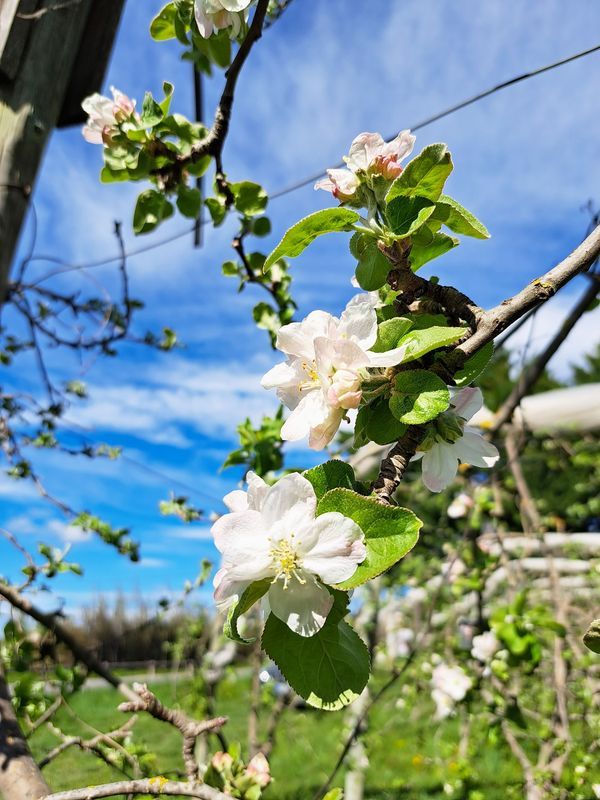 Floraison Pomme Juliet