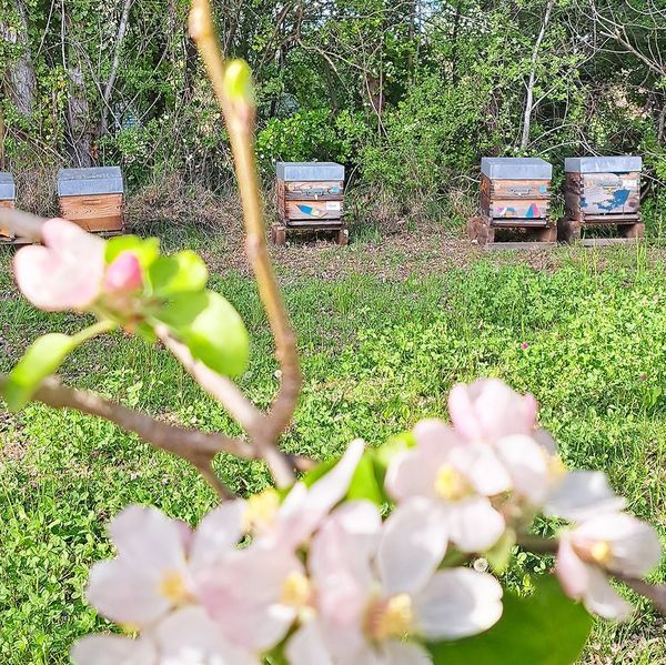 Les abeilles butinent de fleur en fleur