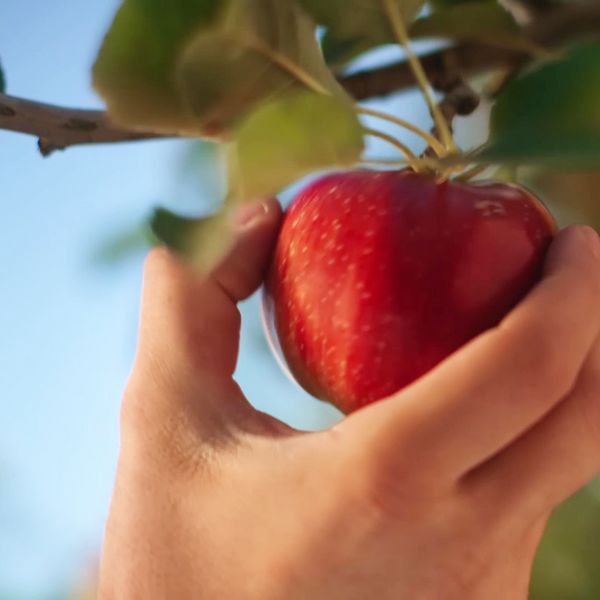 Début des récoltes de nos pommes Juliet