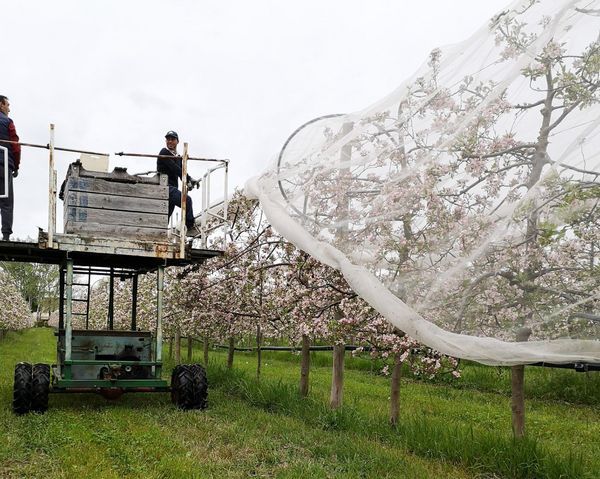 Protéger nos pommes Juliet® : Des filets Alt’Carpo pour une agriculture biologique responsable