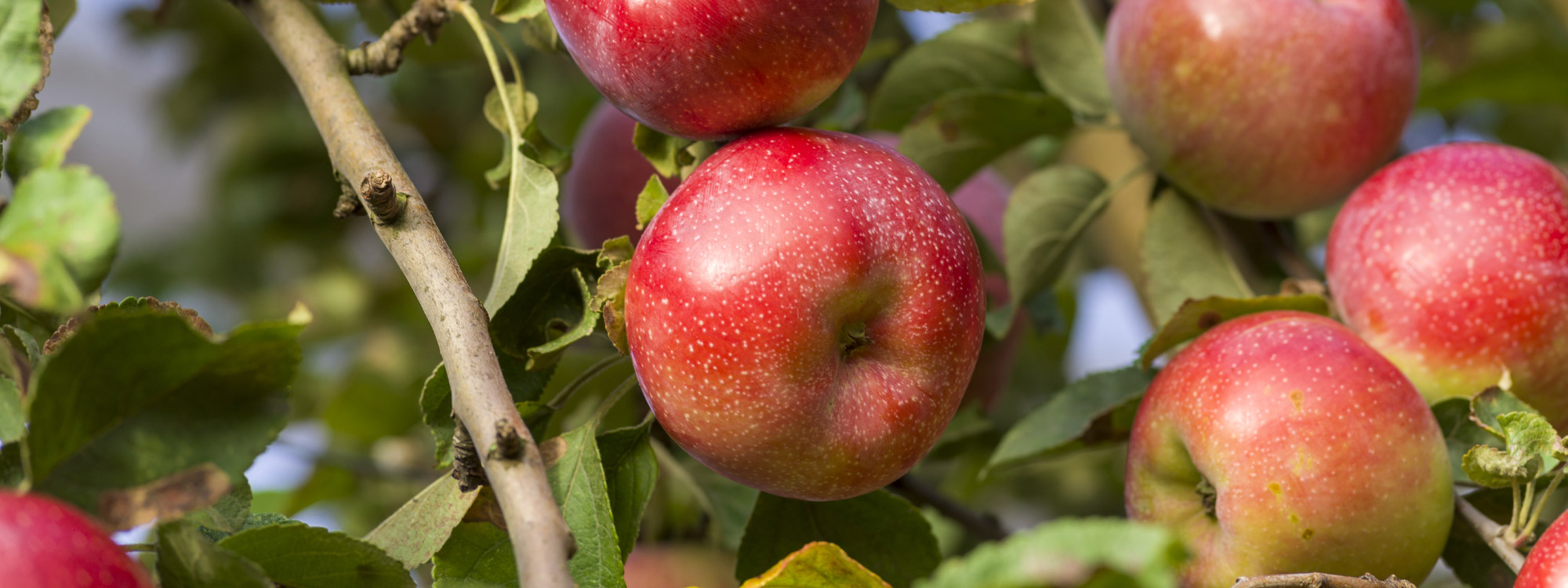 Votre pomme Bio 100% France